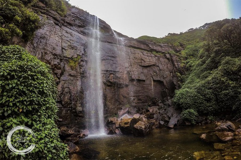 Elephant orphanage pinnawala